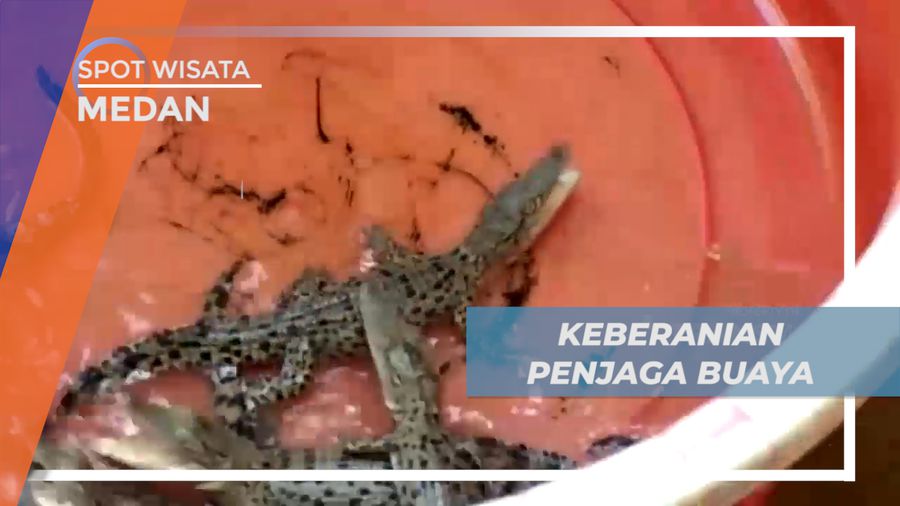 Keberanian Penjaga Buaya Masuk Kandang Tanpa Alat Pengaman, Medan