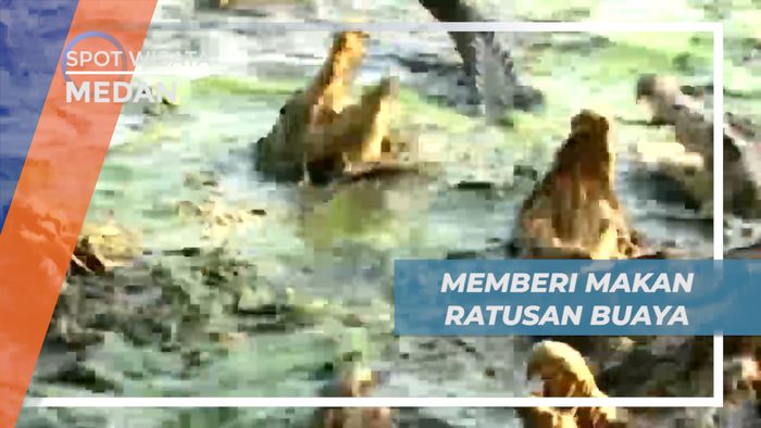 Pengalaman Seru Memberi Makan Ratusan Buaya Secara Langsung, Medan