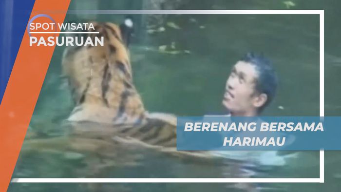 Sensasi Menegangkan, Menjaga Sambil Berenang Bareng Harimau, Pasuruan