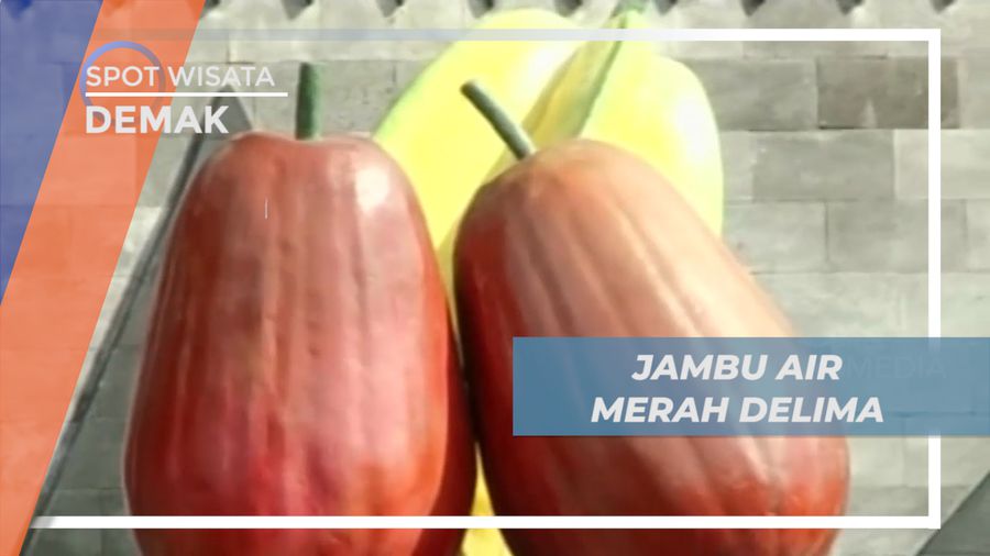 Senangnya Berburu Jambu Air Merah Delima Langsung dari Kebunnya, Demak