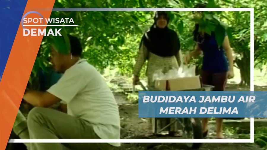 Melihat Secara Langsung, Proses Budidaya Buah Jambu Merah Delima, Demak