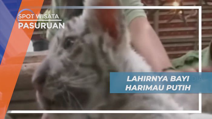 Lahirnya Tiga Harimau Benggala Putih Menambah Koleksi Satwa di Kebun Binatang Pasuruan