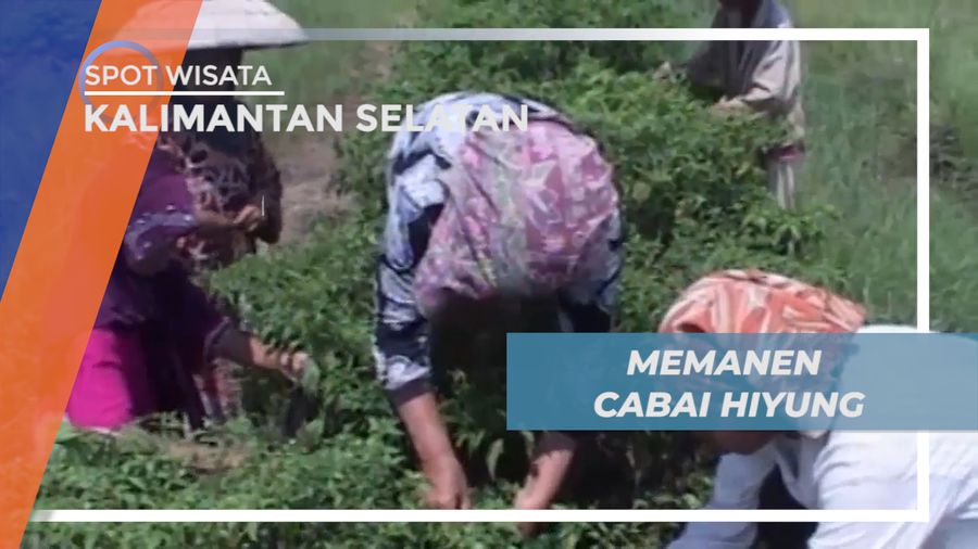 Memanen Cabai Hiyung, Cabe dengan Cita Rasa Terpedas di Indonesia, Kalimantan Selatan