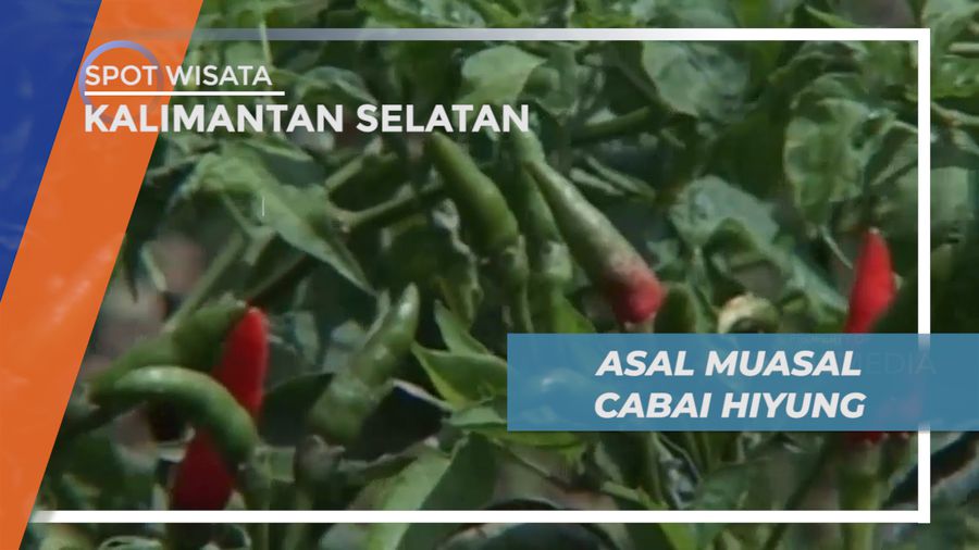 Asal Mula Cabe Hiyung di Kabupaten Tapin Kalimantan Selatan