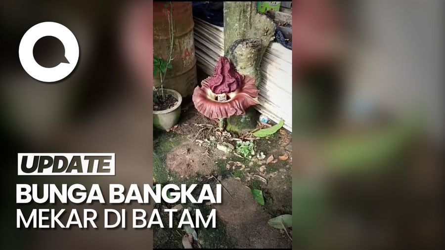 2 Bunga Bangkai Mekar di Batam, Sempat Jadi Tontonan Warga