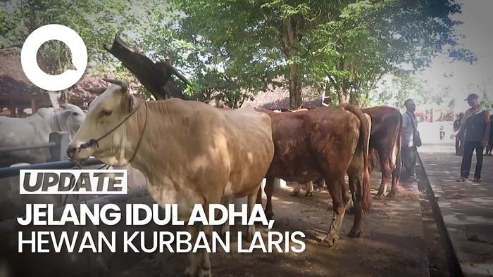 Penjualan Hewan Kurban di Pasar Gamping Sleman Tembus 100 Ekor Per Hari