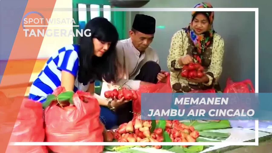 Senangnya Memanen Buah Jambu Air Cincalo Langsung di Kebunnya, Tangerang
