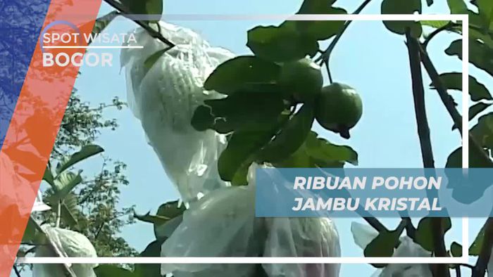 Mengunjungi Ribuan Pohon Jambu Kristal di Kota Hujan, Bogor