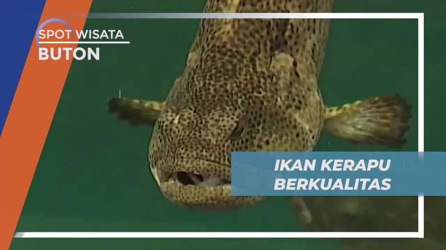 Menjaga Kualitas Ikan Kerapu di Keramba, Buton
