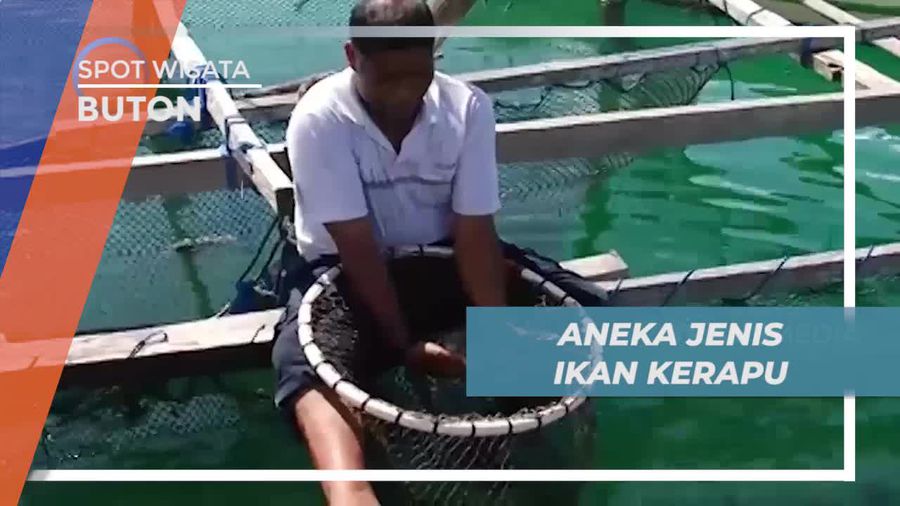 Aneka Jenis Ikan Kerapu Dibudidaya di Kampung Nelayan Desa Lolibu, Buton