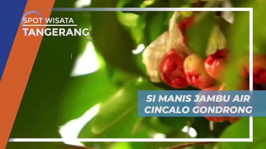 Manis Segar Si Buah Jambu Air Cincalo Gondrong dari Cipondoh, Tangerang