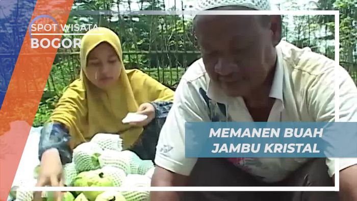 Melihat Proses Memanen Buah Jambu Kristal Langsung di Kebunnya, Bogor