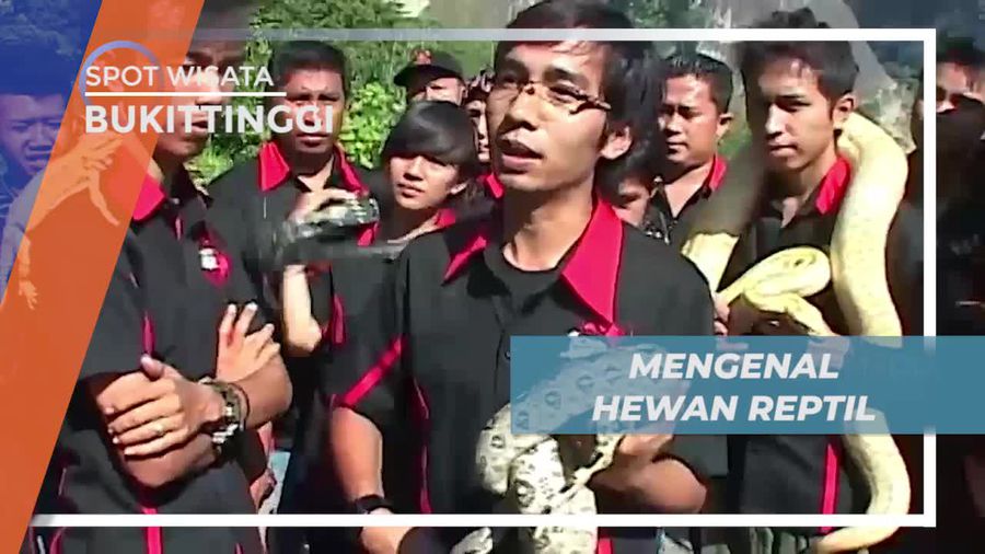 Mengenal Aneka Reptil dari Komunitas Pecinta Hewan, Bukittinggi