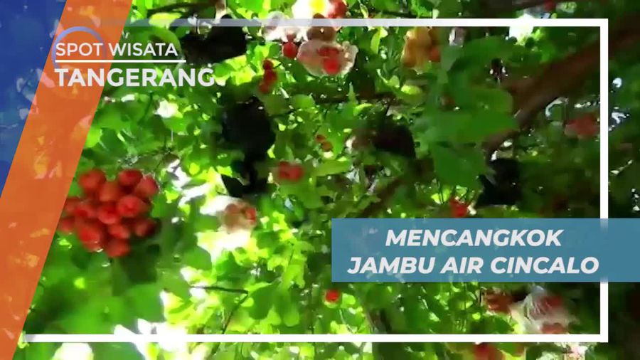 Melihat Proses Memperbanyak Pohon Jambu Air Cincalo dengan Dicangkok, Tangerang