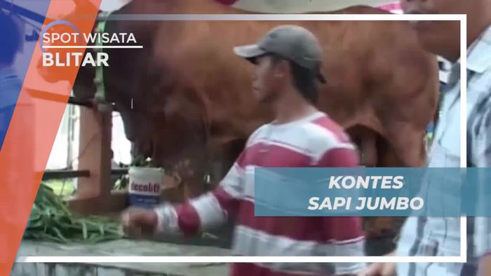 Meriahnya Kontes Sapi Berukuran Jumbo yang Digelar di Kota Blitar