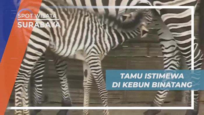 Menyambut Tamu Istimewa di Kebun Binatang Kota Pahlawan, Surabaya