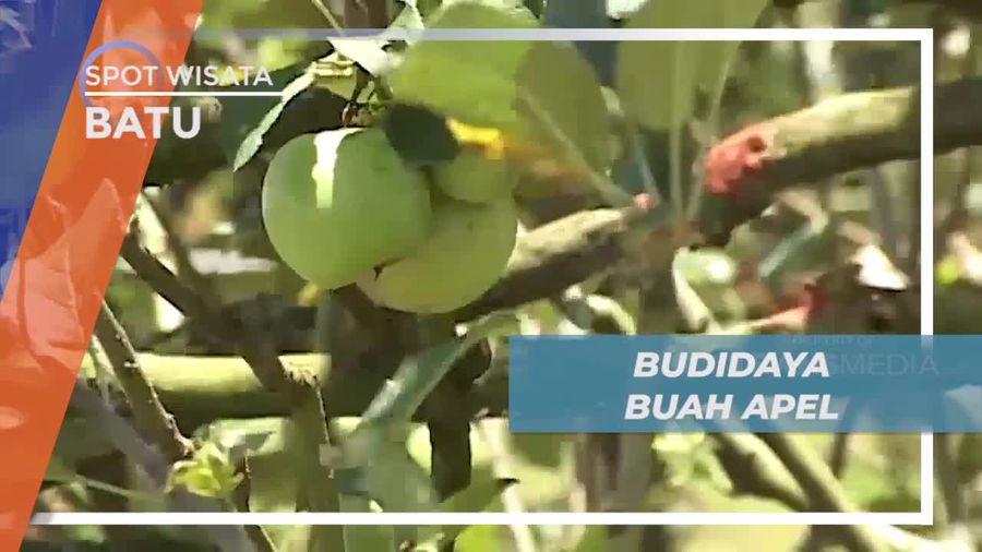 Budidaya Buah Apel yang Kaya Manfaat di Kota Batu