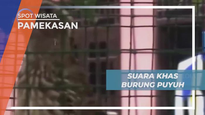 Adu Merdu Kontes Suara Burung Puyuh di Pamekasan