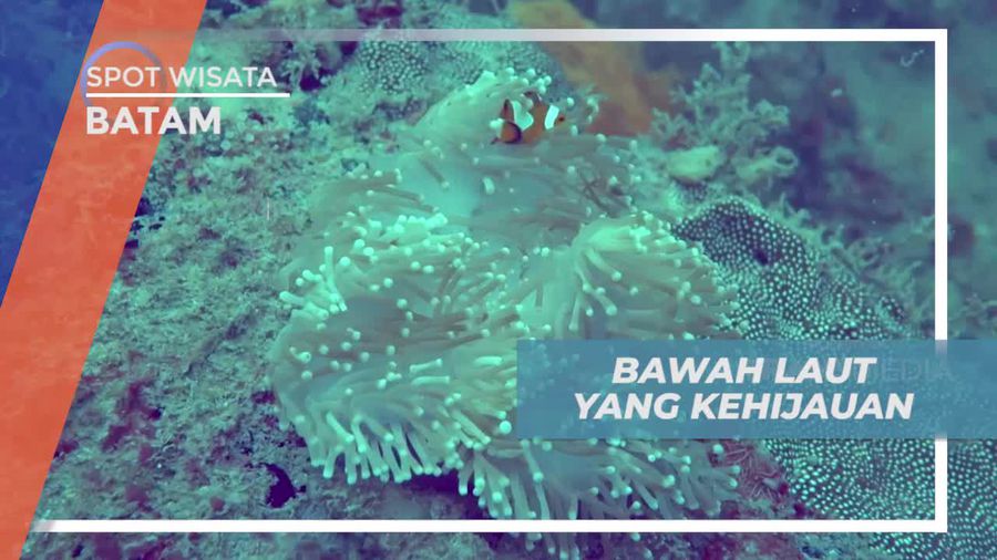 Diving Menikmati Keindahan Bawah Laut Pulau Petong Batam