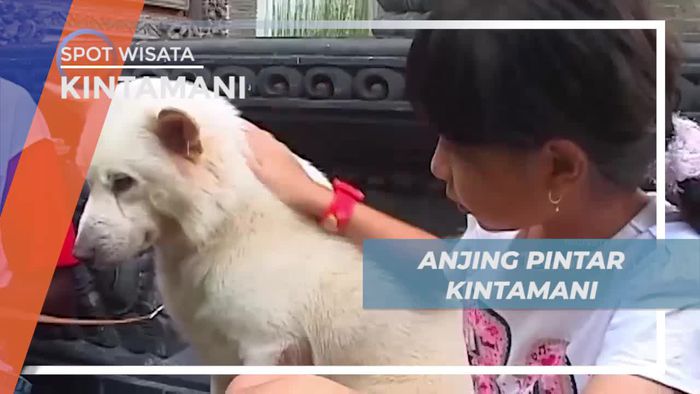 Melihat Dari Dekat Anjing Pintar Kintamani, Bali