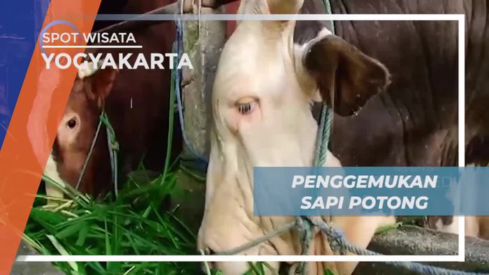Melihat Penggemukan Sapi Potong Dengan Pakan yang Baik di Yogyakarta
