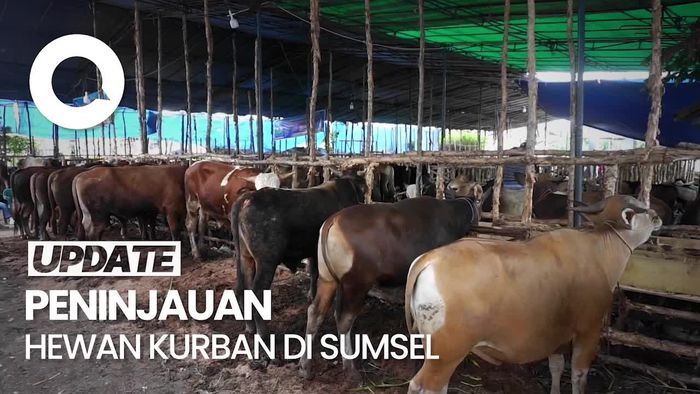 DKPP Sumsel Cek Kesehatan Hewan Kurban Jelang Idul Adha