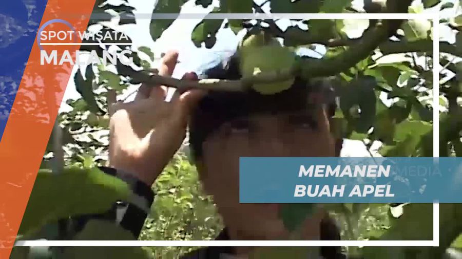 Memanen Apel, Buah yang Kaya Akan Vitamin B dan C, Kota Batu