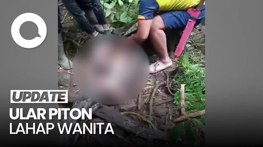 Geger Wanita di Sidrap Tewas Ditelan Ular Piton