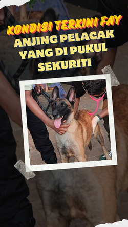 Sikap Plaza Indonesia Terkait Viral Sekuriti Pukul Anjing