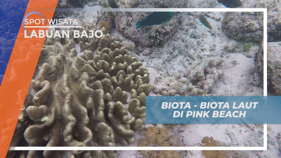Menikmati Beragam Kehidupan Biota Laut Pink Beach yang Mengagumkan, Labuan Bajo