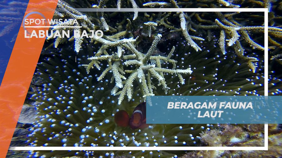 Menikmati Kehidupan bawah Laut Spot Diving Siaba Besar yang Menakjubkan, Flores