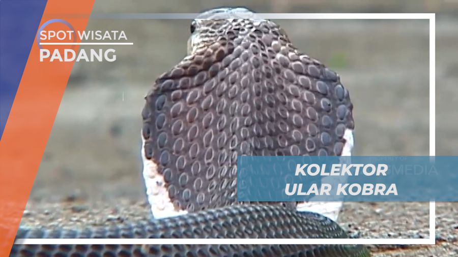 Naja Sumatrana, Ular Kobra Berbisa Tapi Banyak Digemari, Padang