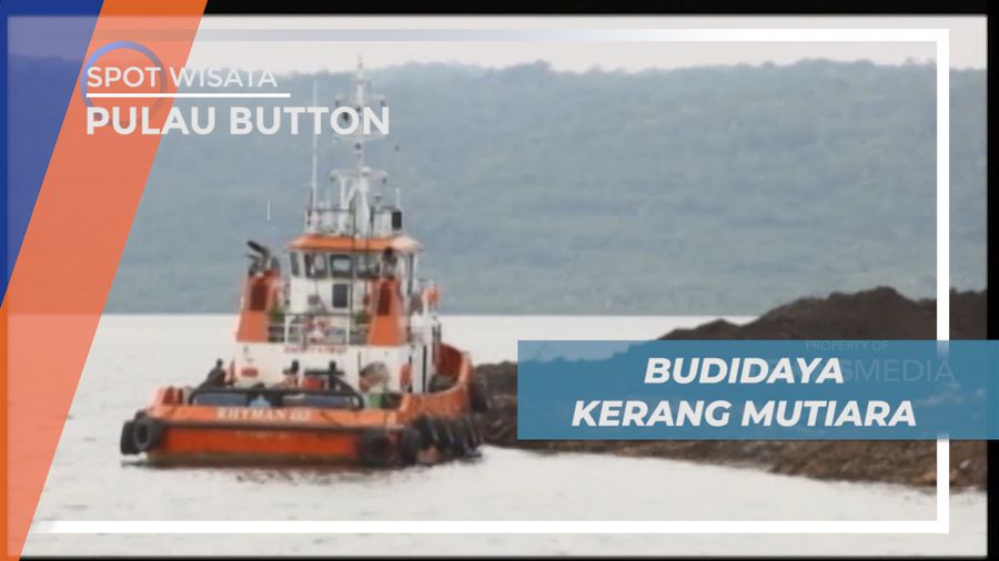 Melihat dari Dekat Proses Budidaya Kerang Mutiara di Pulau Buton