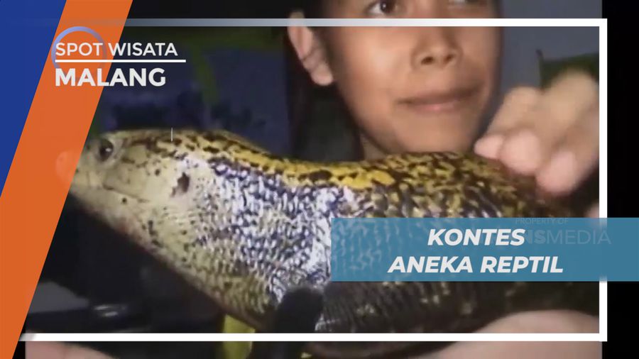 Kemeriahan Kontes Aneka Reptil Unjuk Kebolehan, Malang