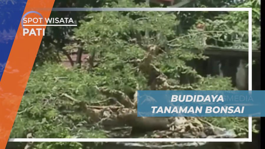 Meraup Untung dari Budidaya Tanaman Bonsai Khas Negeri Sakura, Pati