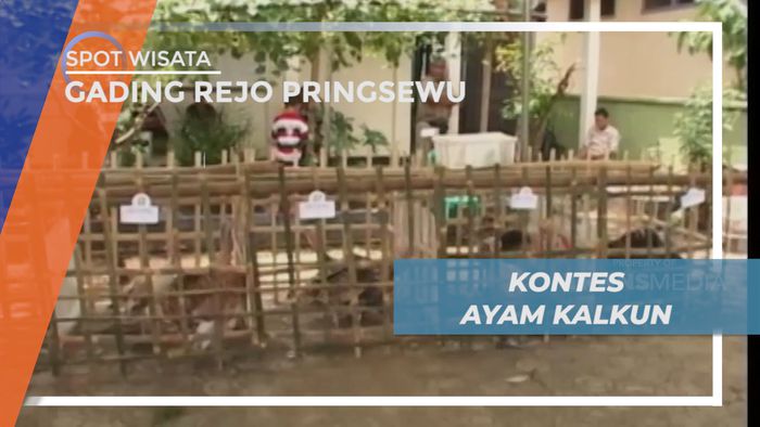 Meriahnya Puluhan Peternak Ayam Kalkun Mengikuti Kontes di Gading Rejo Pringsewu