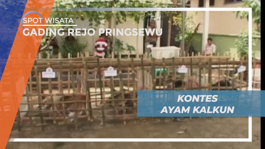 Meriahnya Puluhan Peternak Ayam Kalkun Mengikuti Kontes di Gading Rejo Pringsewu