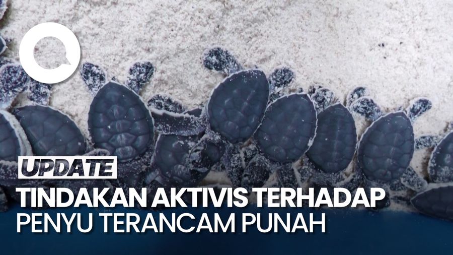 Suhu Laut Naik, Peneliti di Malaysia Khawatir Penyu Terancam Punah