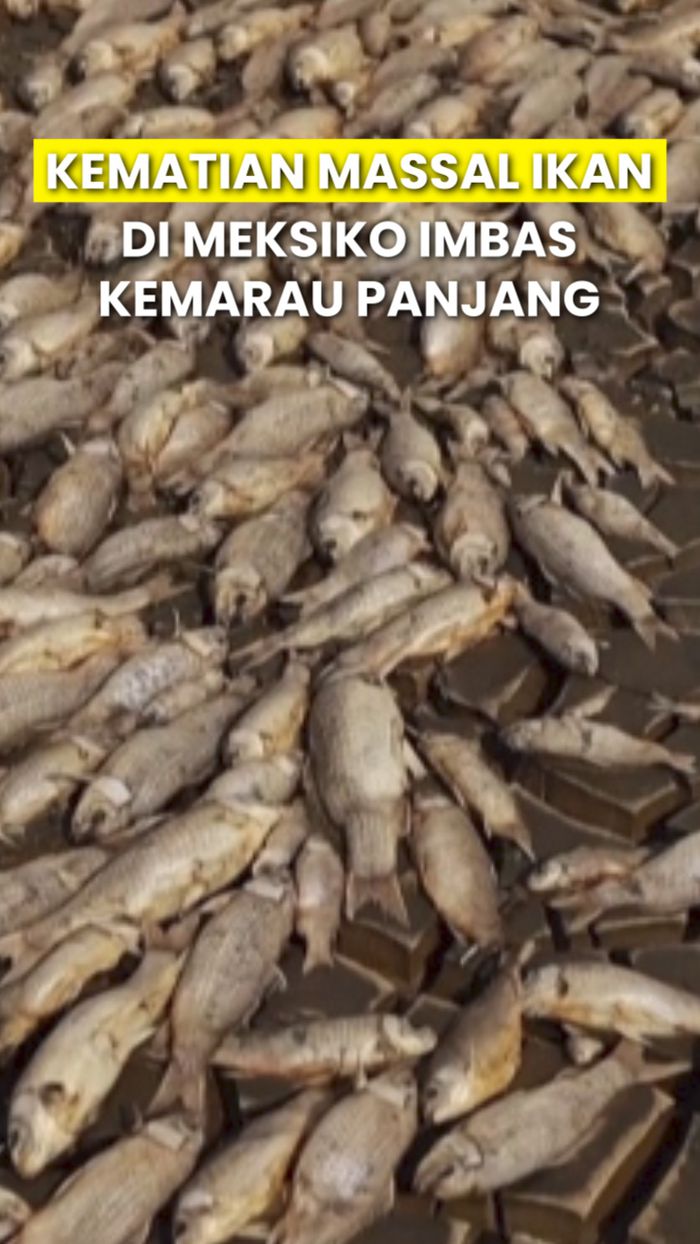 Penampakan Ribuan Ikan Mati di Meksiko Imbas Cuaca Ekstrem