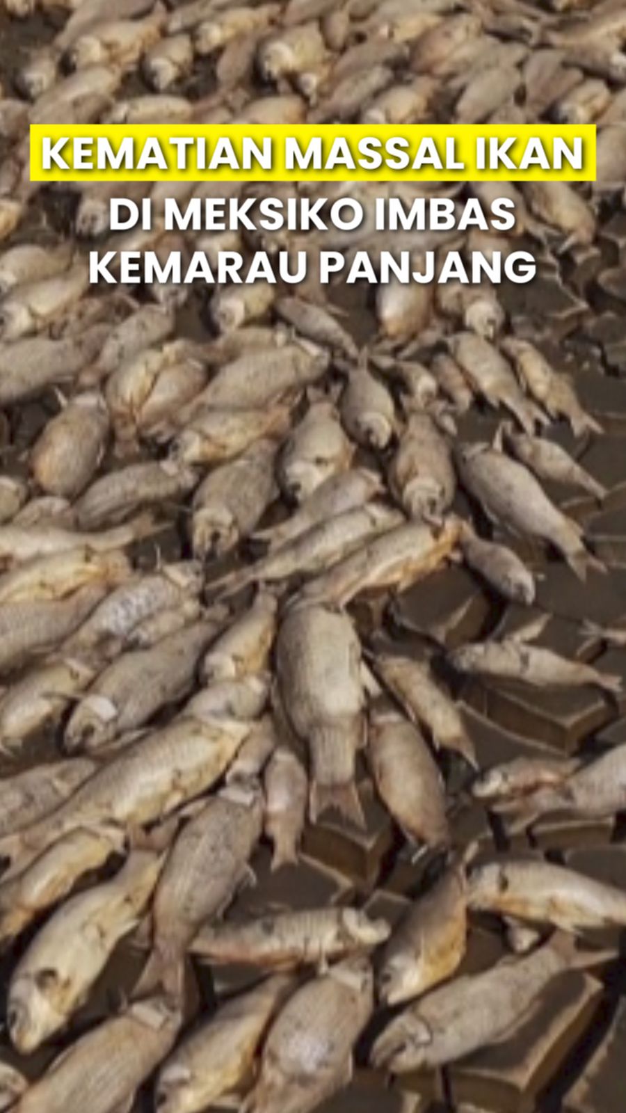 Penampakan Ribuan Ikan Mati di Meksiko Imbas Cuaca Ekstrem
