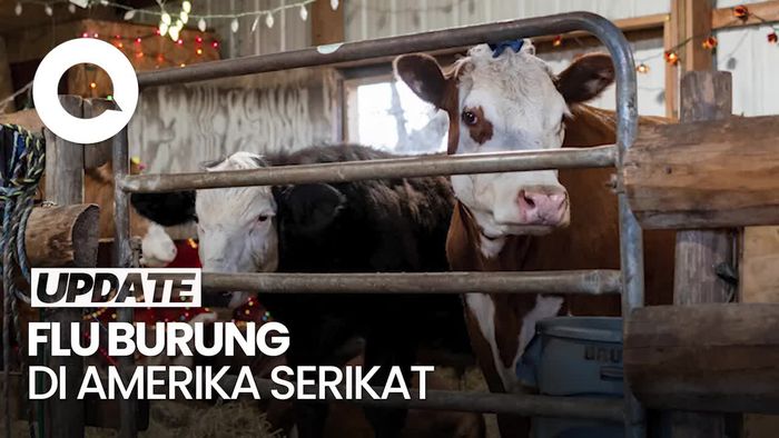 Penjualan Susu Mentah di AS Dibatasi gegara Sapi Terjangkit H5N1