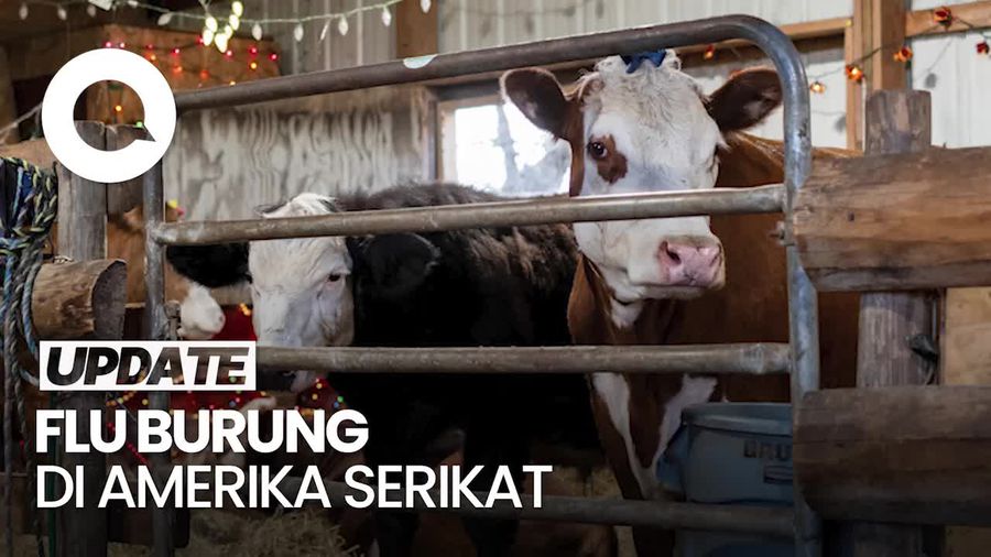 Penjualan Susu Mentah di AS Dibatasi gegara Sapi Terjangkit H5N1