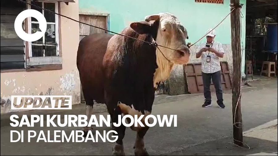 Wujud Si Bule Sapi Kurban Jokowi di Palembang Seberat 1,1 Ton