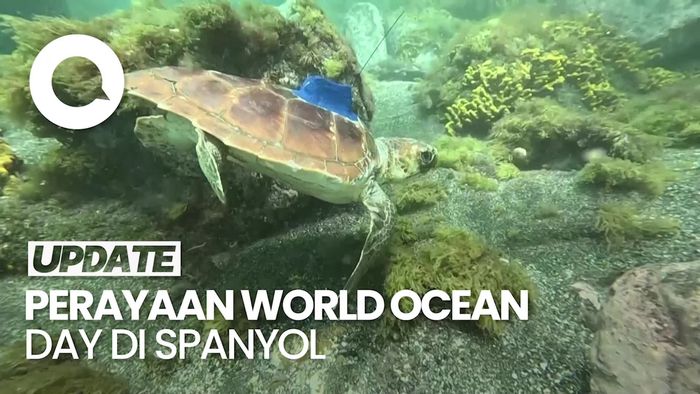 Spanyol Lepas Penyu yang Diamputasi Kembali ke Laut