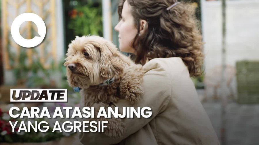 Cara Atasi Anjing yang Mendadak Agresif di Ruang Publik