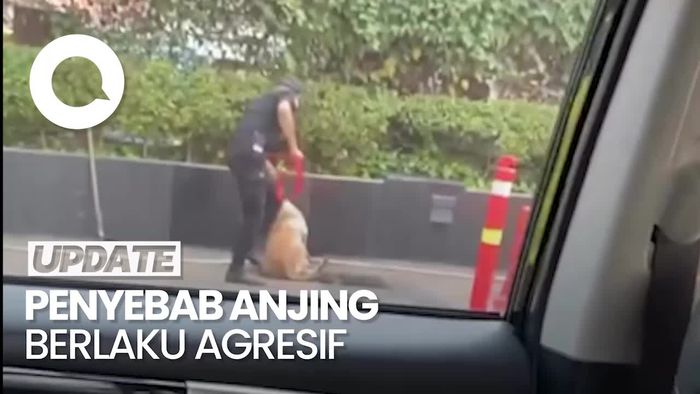 Berkaca dari Kasus di Plaza Indonesia, Ini Pemicu Anjing Jadi Agresif