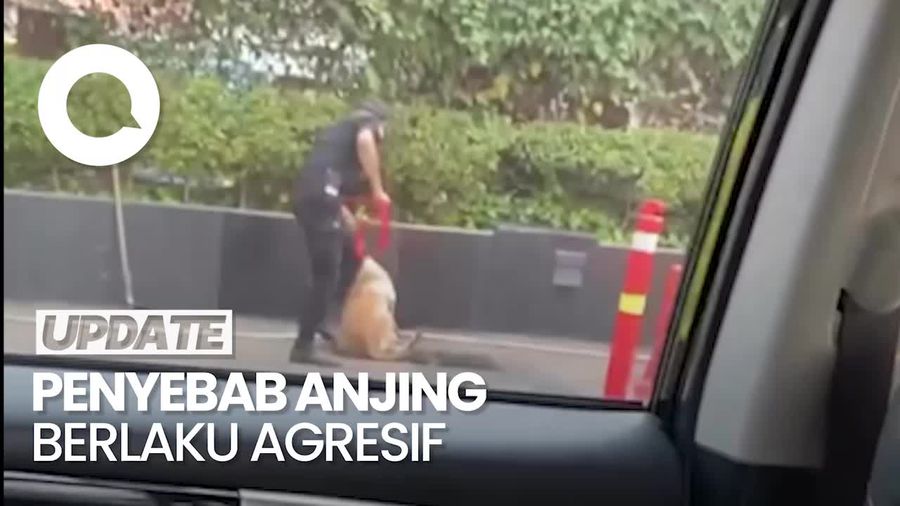 Berkaca dari Kasus di Plaza Indonesia, Ini Pemicu Anjing Jadi Agresif