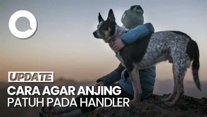 Tips dari Dog Trainer agar Anjing Mudah Patuh pada Handler