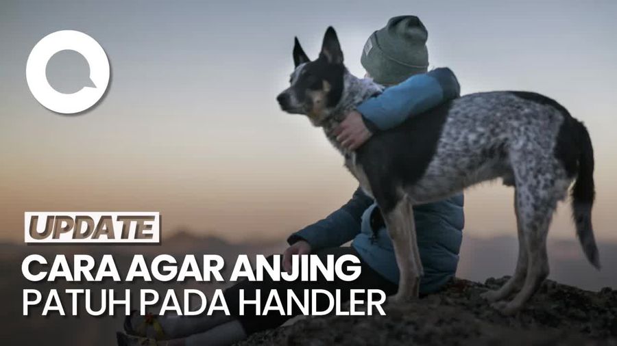Tips dari Dog Trainer agar Anjing Mudah Patuh pada Handler