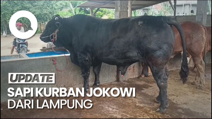 Penampakan Sapi Brangus yang Dibeli Jokowi dari Peternak Lampung
